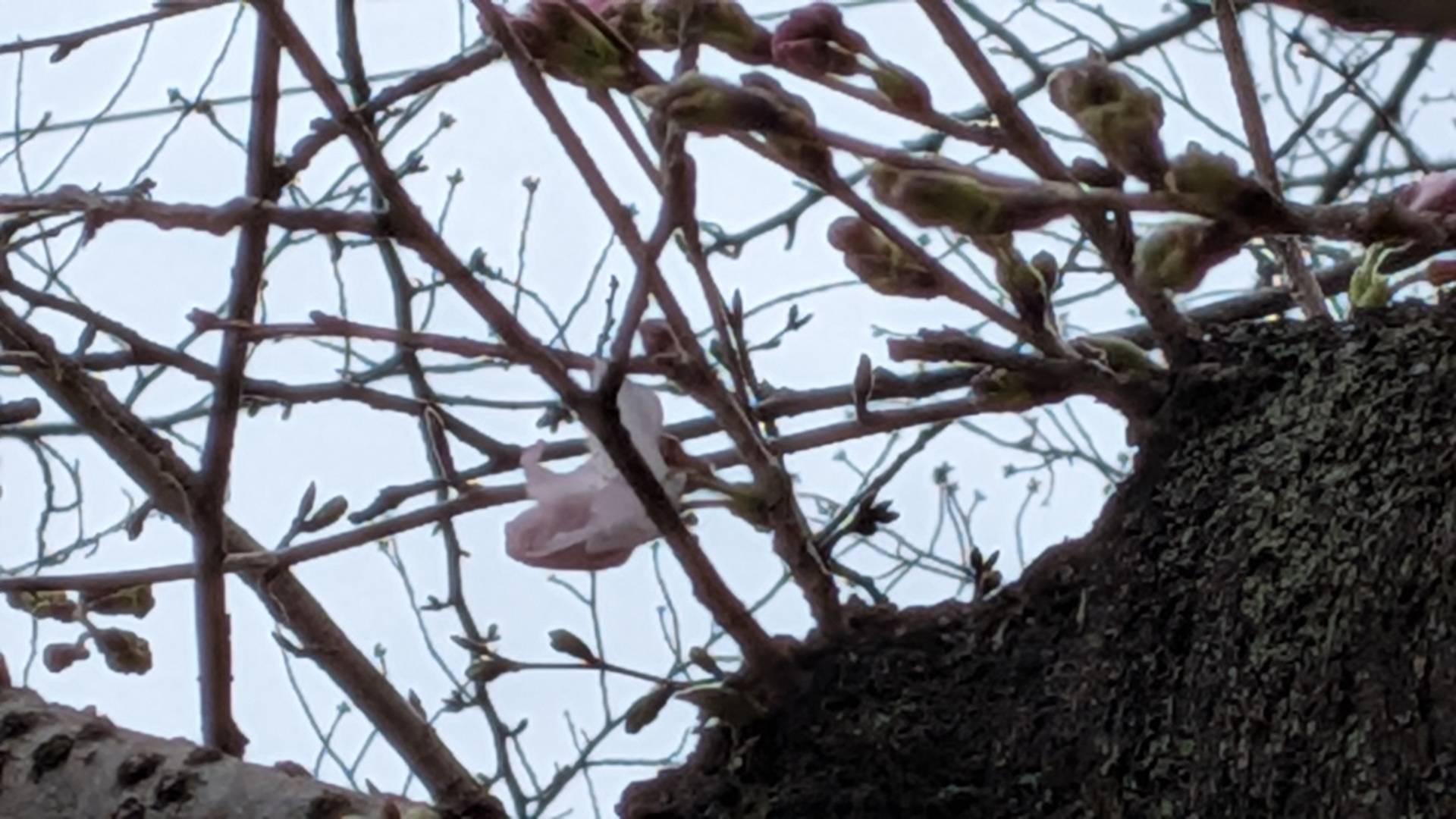 桜の写真 (2).jpg