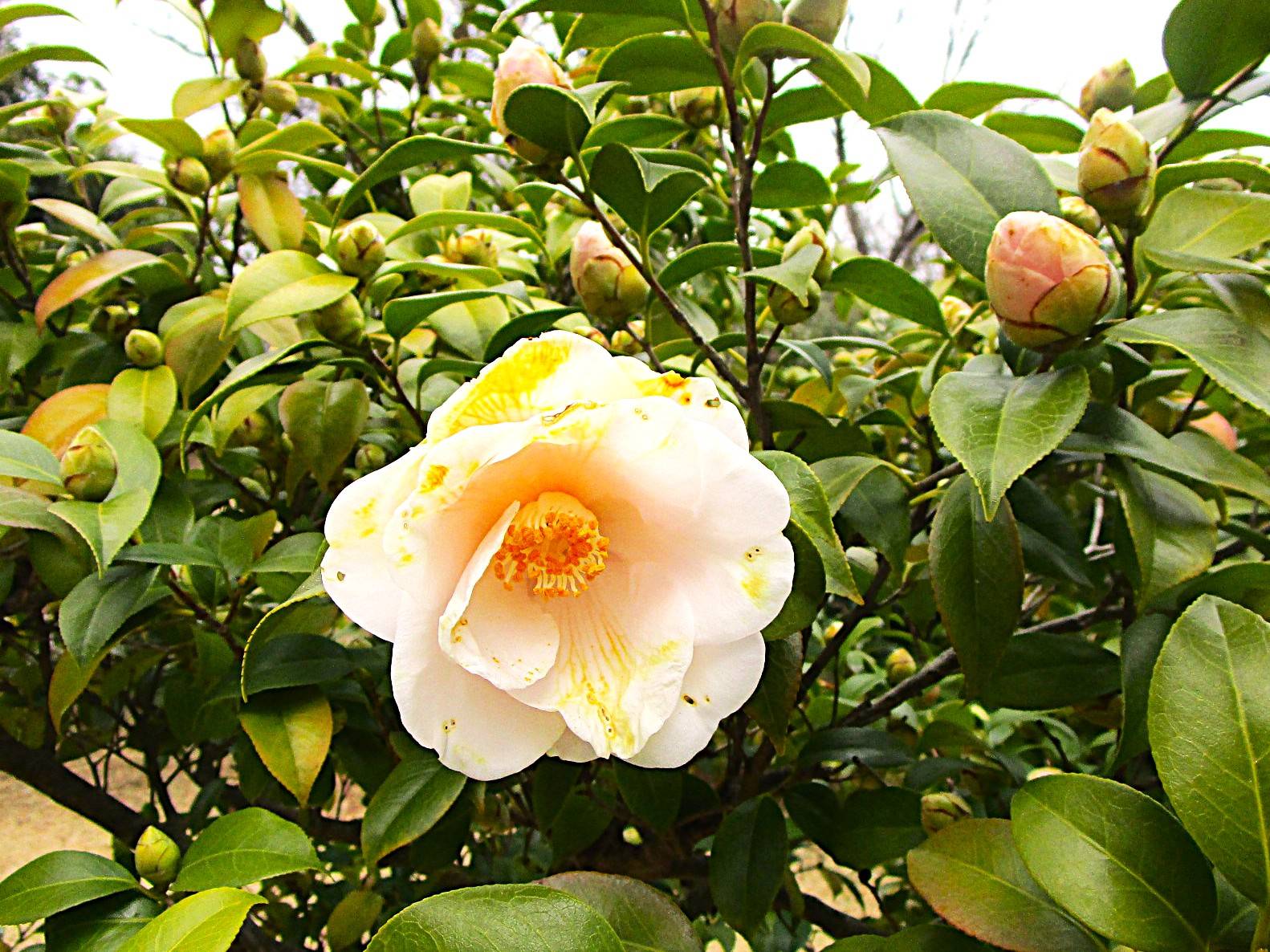 椿の写真 (4).jpg