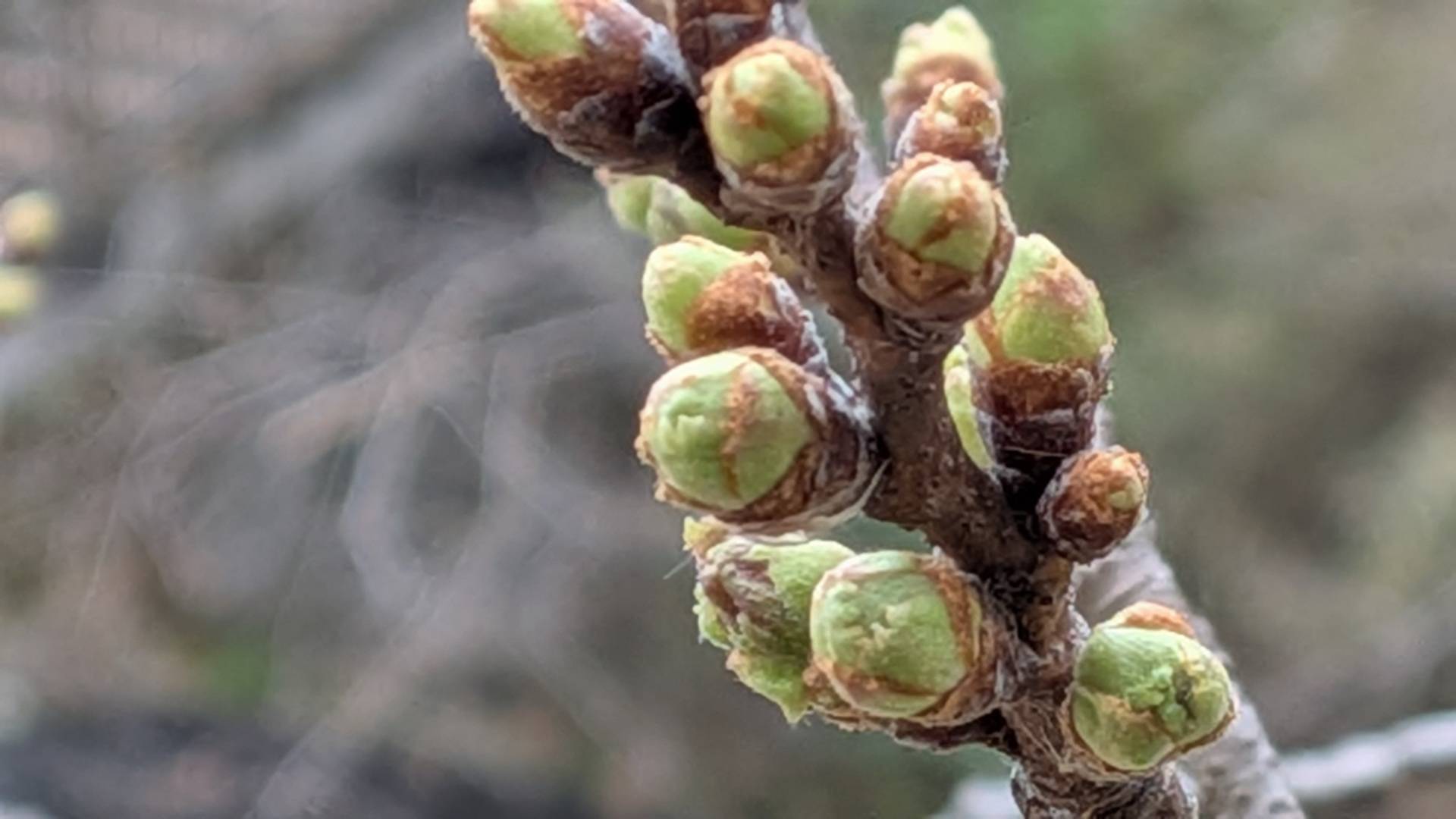 桜の写真 (13).jpg