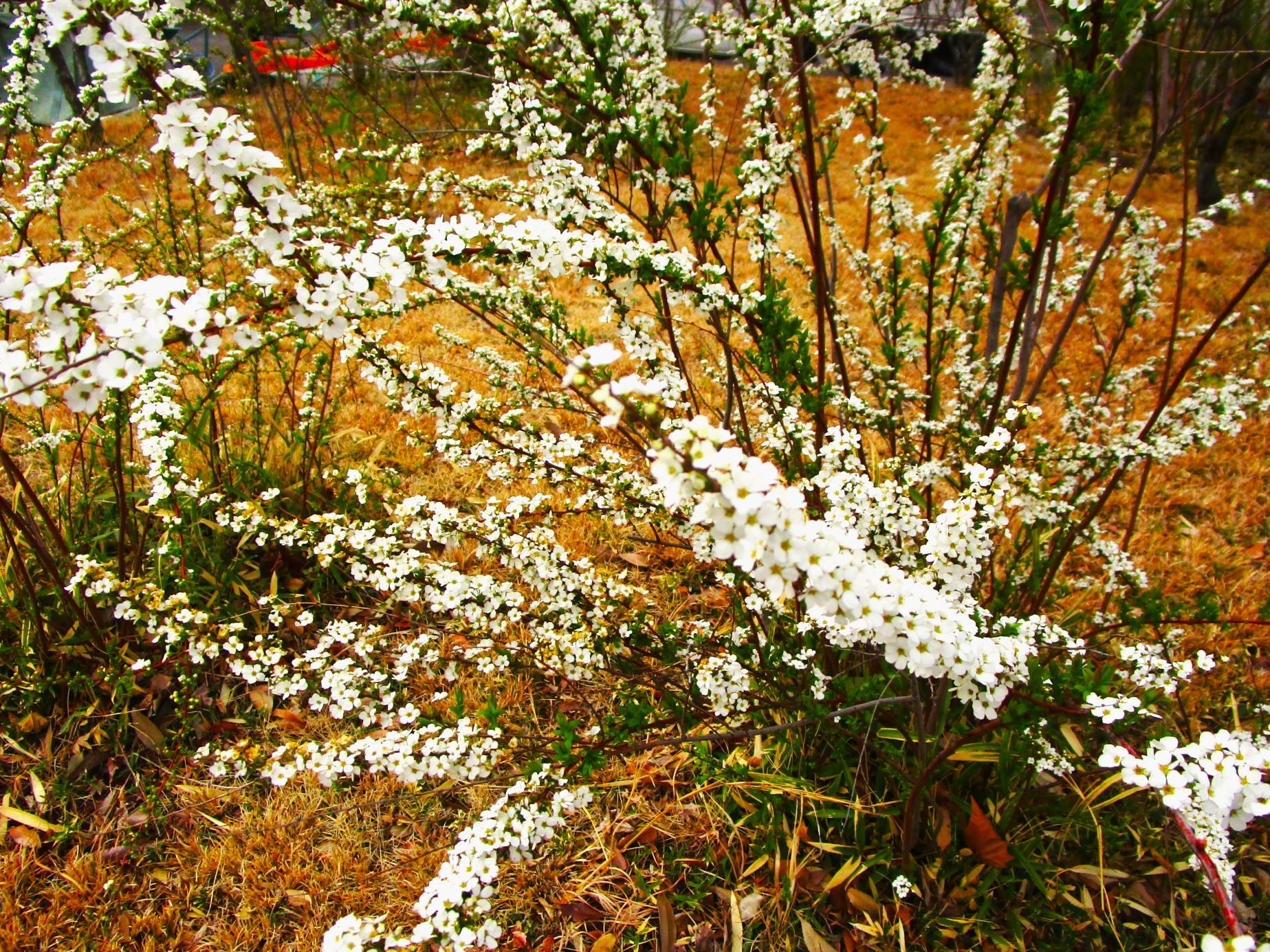 ユキヤナギ (4).jpg