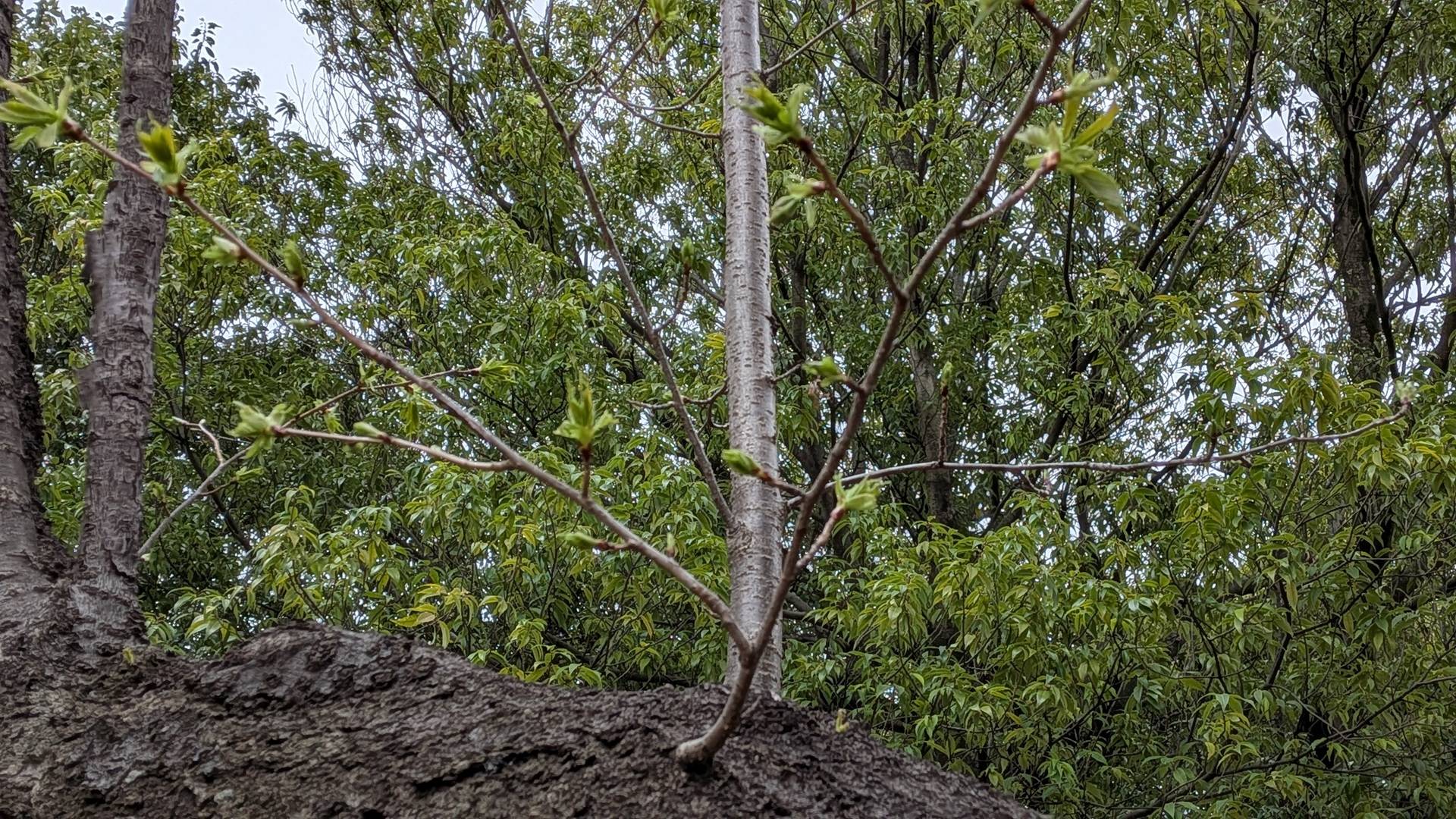 桜の写真 (8).jpg