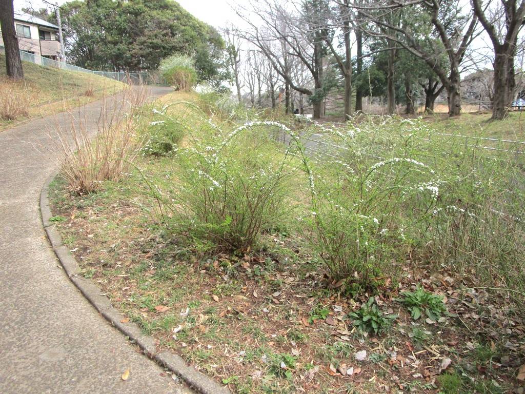 ユキヤナギ (2).jpg