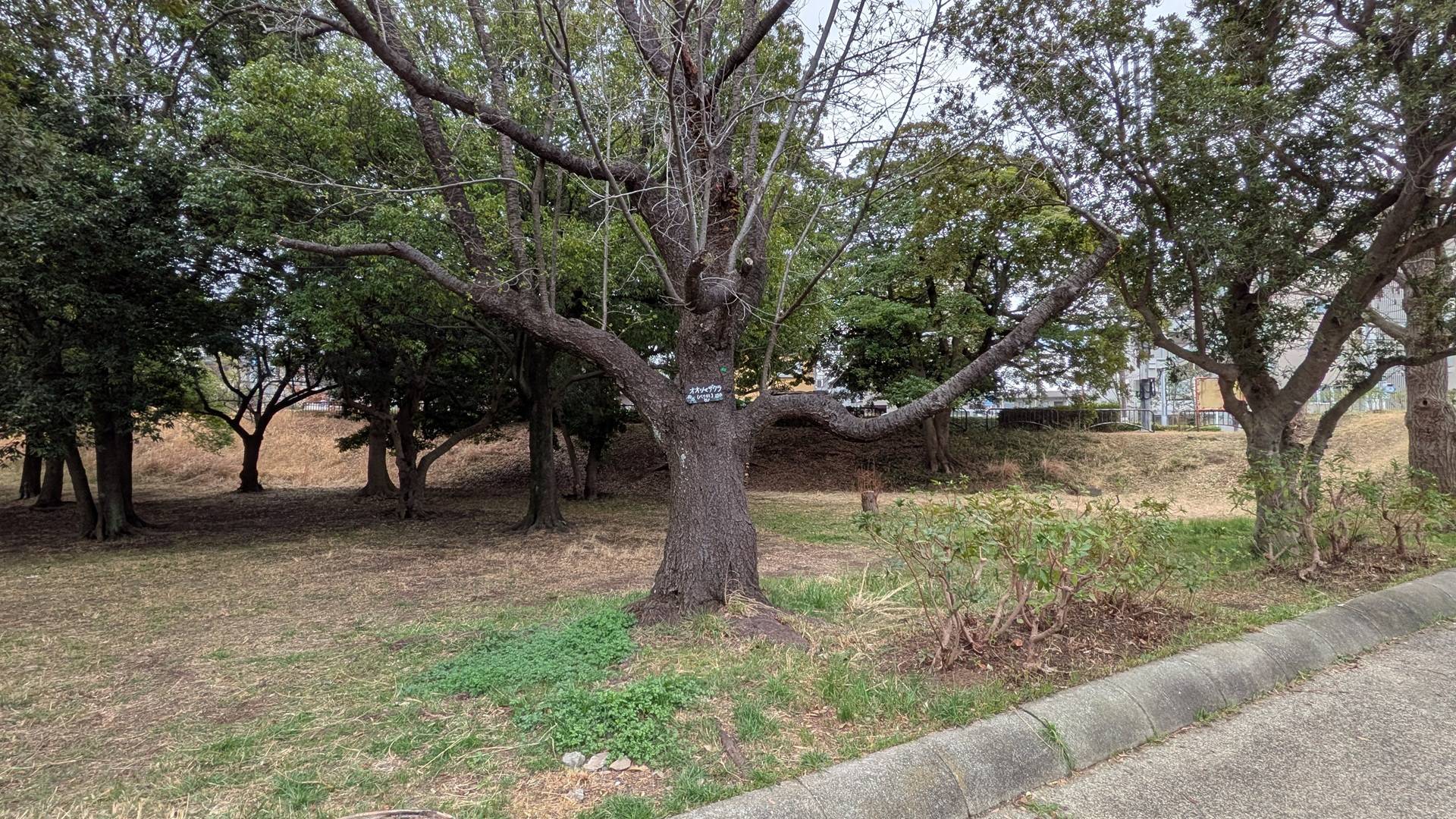 桜の写真 (7).jpg