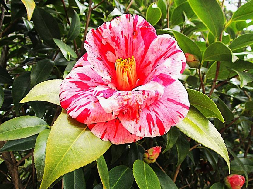 椿の写真 (1).jpg