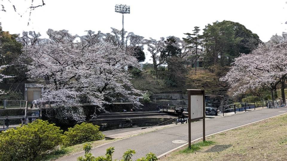 桜の写真 (7).jpg