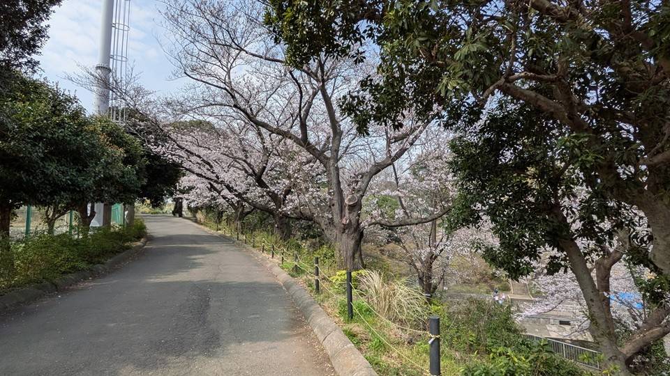 桜の写真 (4).jpg