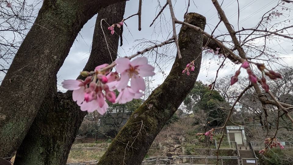桜の写真 (4).jpg