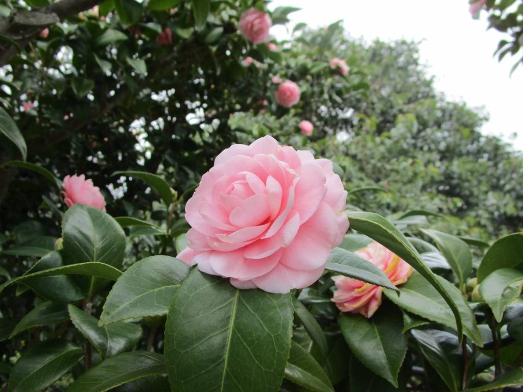 椿の写真 (3).jpg