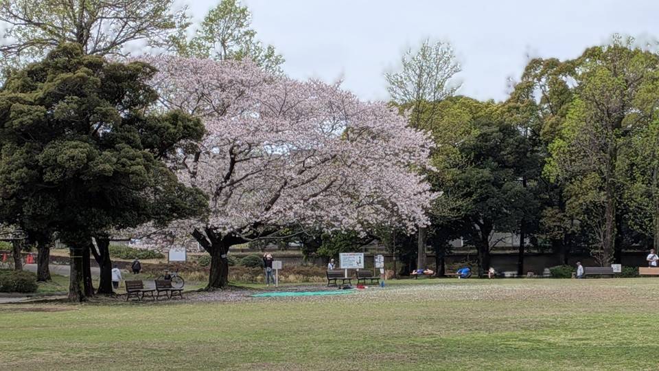 桜の写真 (3).jpg