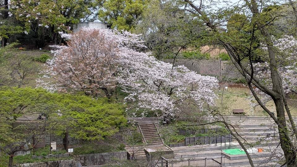 桜の写真 (1).jpg