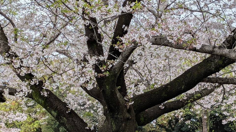 桜の写真 (4).jpg