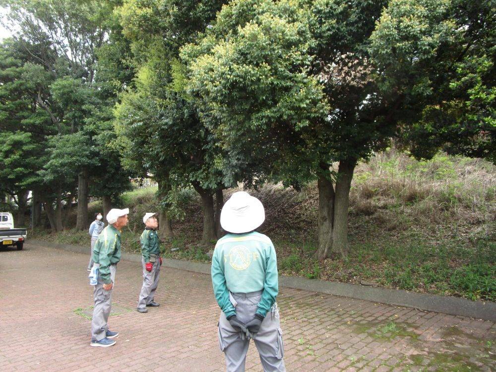 二ホンミツバチ（？）分蜂 (2).jpg