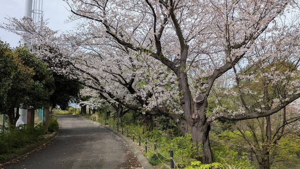桜の写真 (7).jpg