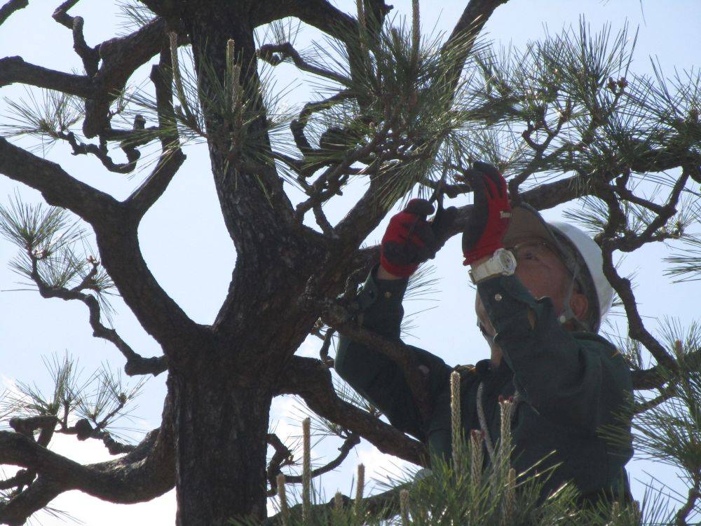 クロマツのみどり摘み (3).jpg