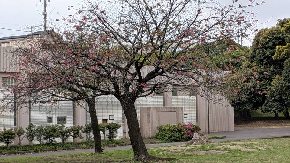 桜の写真 (1).jpg