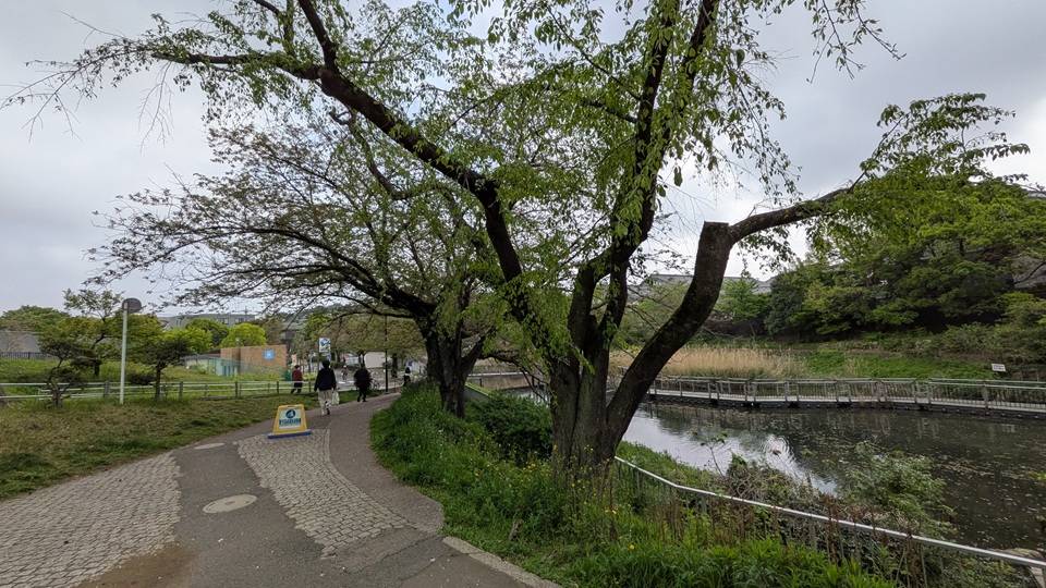 桜の写真 (8).jpg