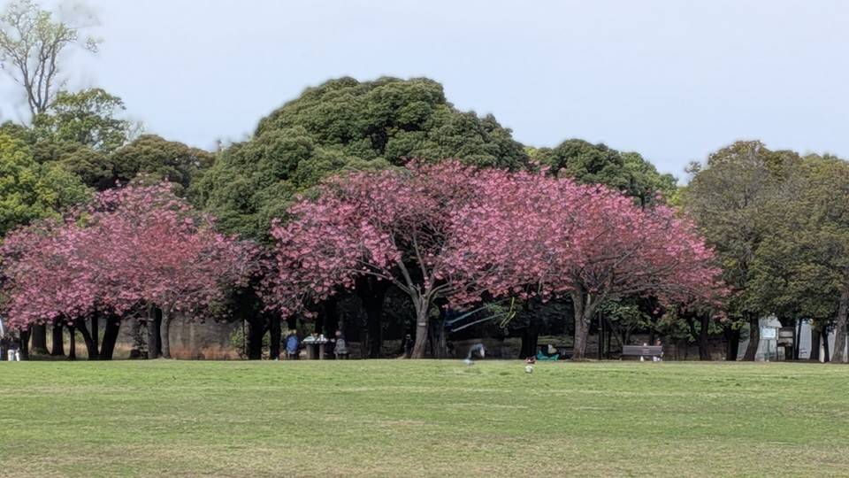 桜の写真 (2).jpg
