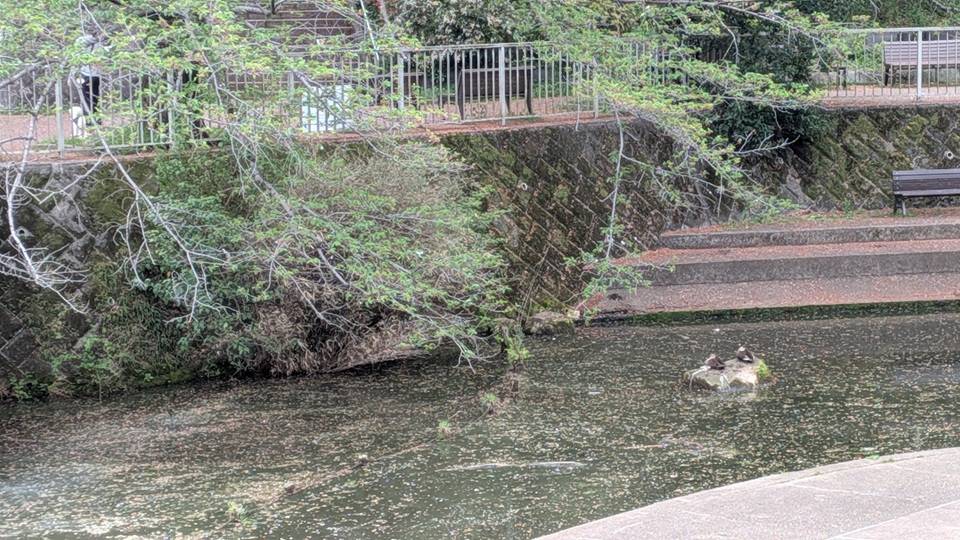 桜の写真 (5).jpg