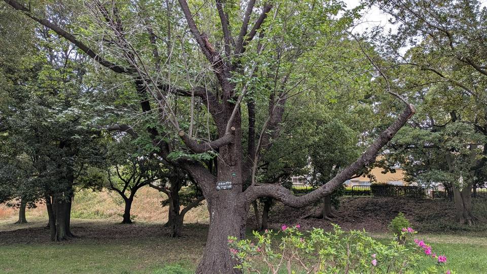 桜の写真 (2).jpg