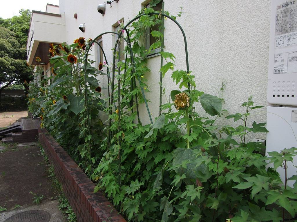 ゴーヤの写真 (4).jpg