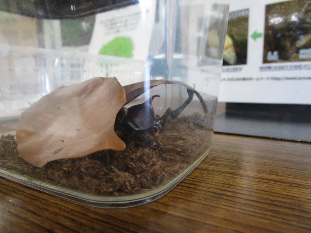 カブトムシの写真 (3).jpg