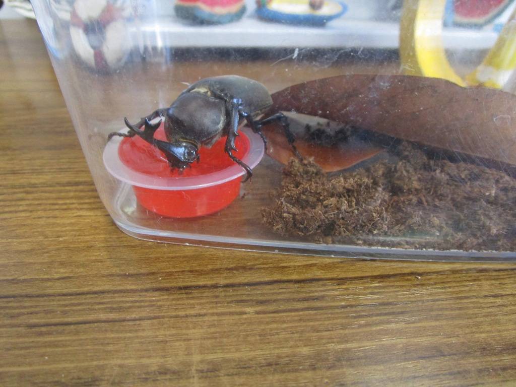 カブトムシの写真 (1).jpg