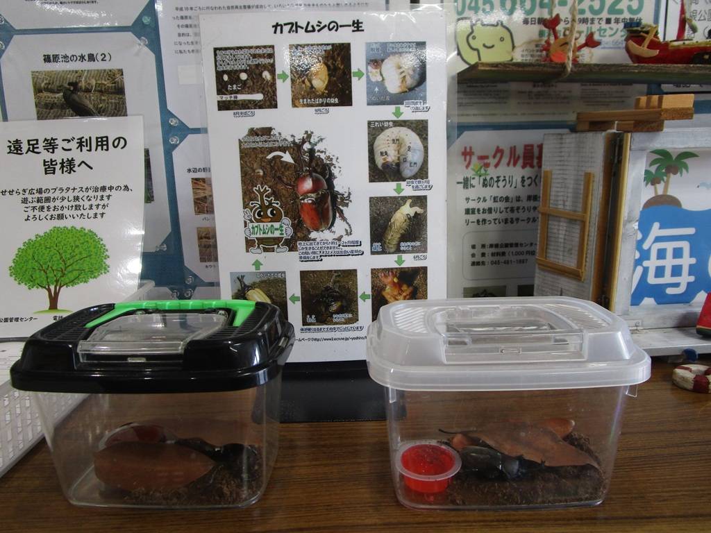 カブトムシの写真 (4).jpg