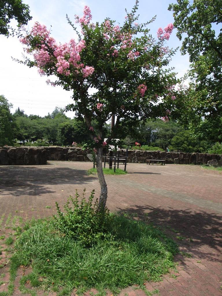 サルスベリの写真 (1).jpg