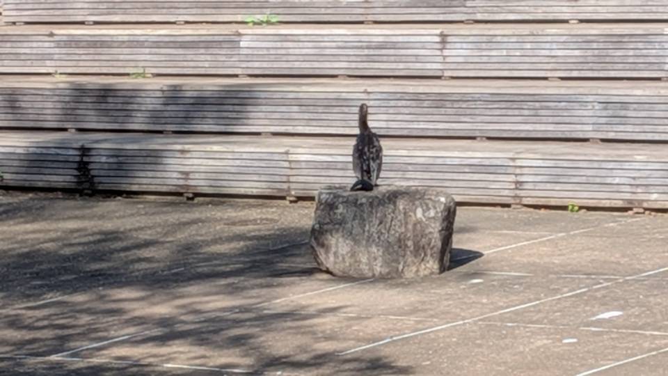 カワウの写真 (2).jpg