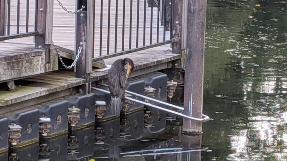 カワウの写真(4).jpg
