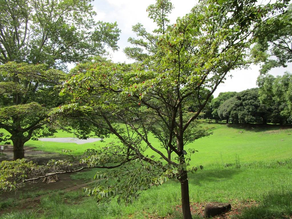山法師の実 (2).jpg