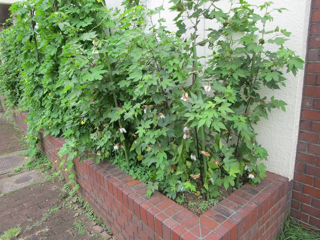 綿花の写真 (5).jpg