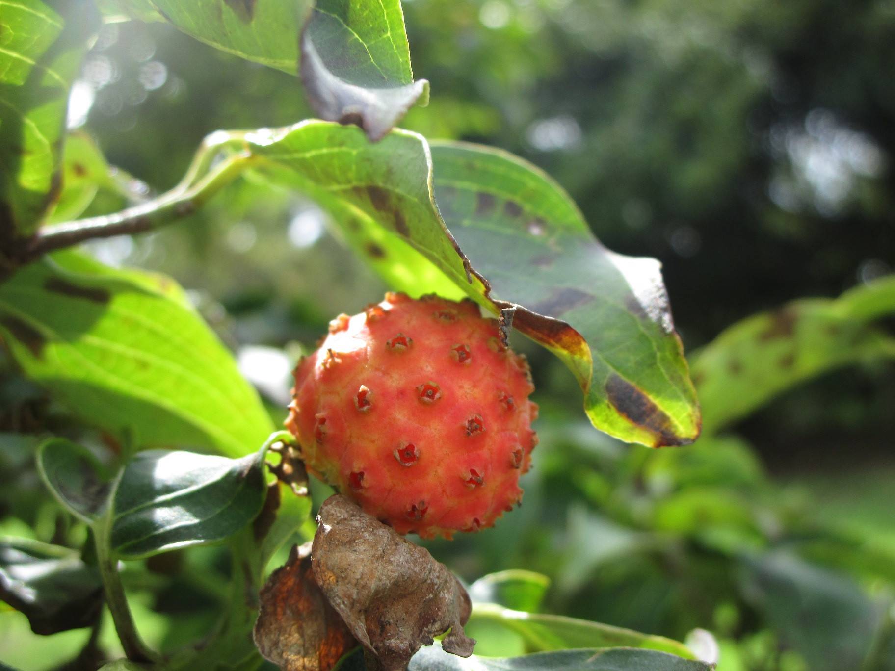 ヤマボウシ (2).jpg