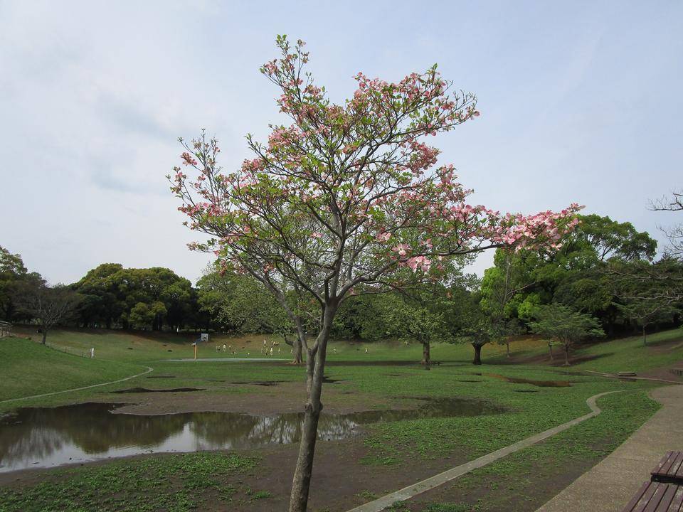 花水木 (3).jpg