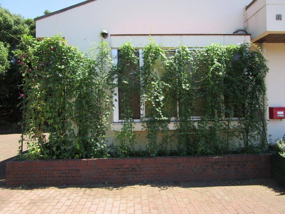 グリーンカーテン (5).jpg