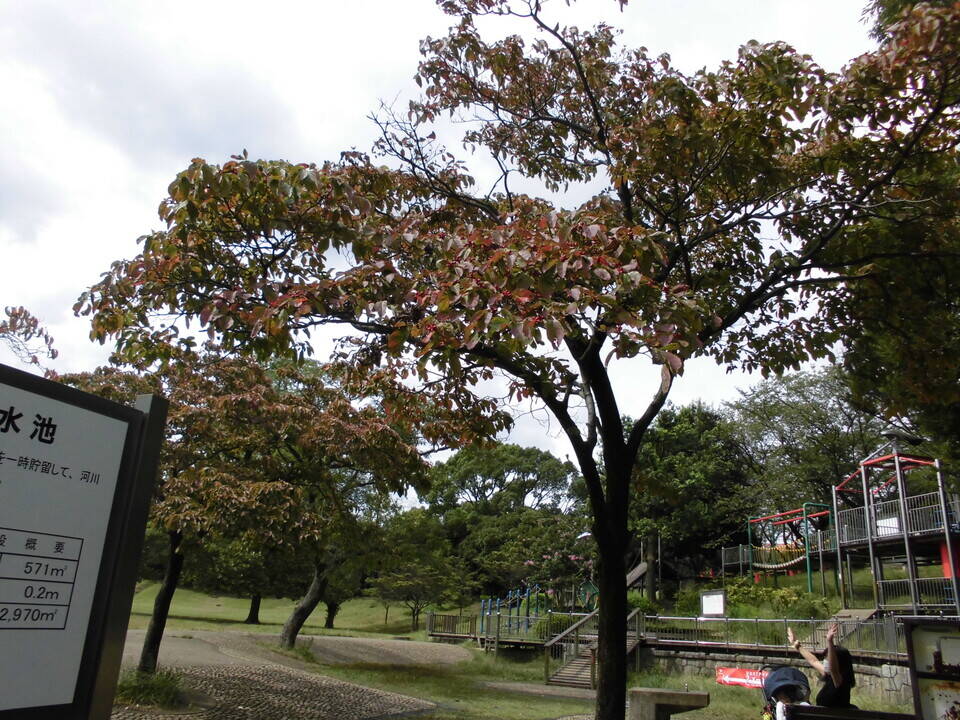 ハナミズキの赤い実 ブログ 岸根公園公式サイト 公益財団法人 横浜市緑の協会 ハナミズキの赤い実 ブログ 岸根公園公式サイト 公益財団法人 横浜市緑の協会