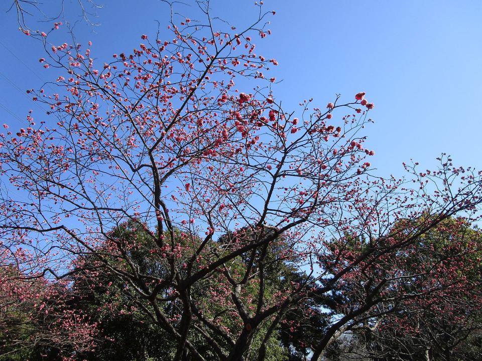 梅の写真 (4).jpg