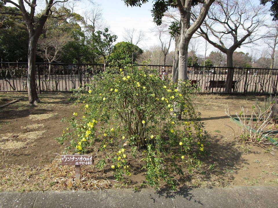 雲南黄梅 (2).jpg