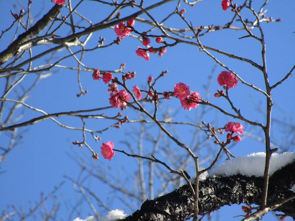 耐雪梅花麗 ブログ 岸根公園公式サイト 公益財団法人 横浜市緑の協会