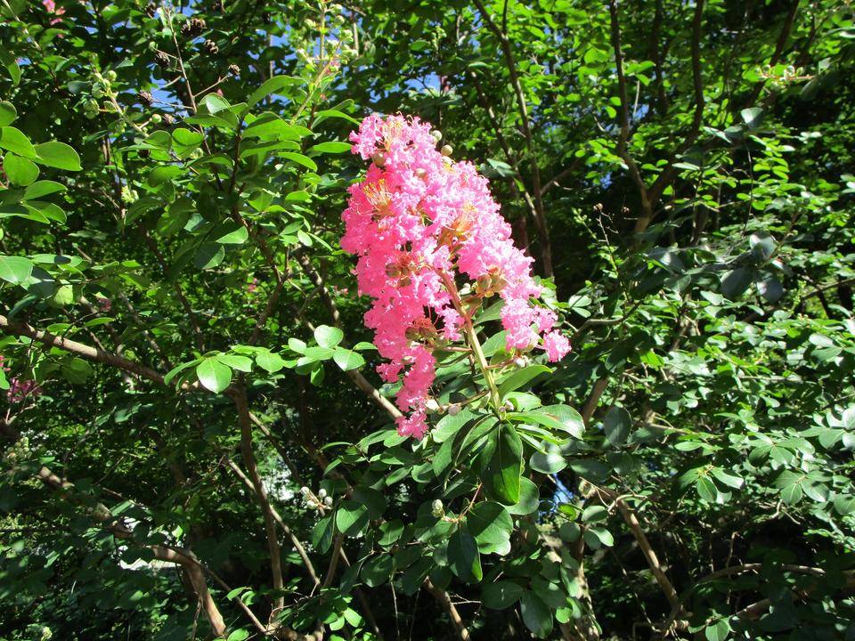 サルスベリ (3).jpg