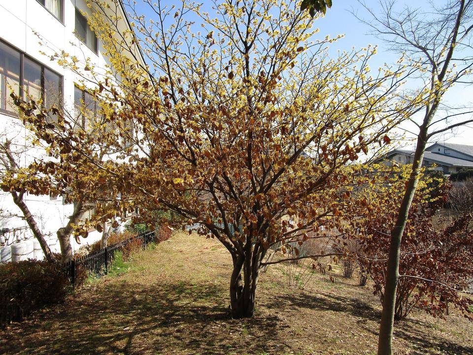 マンサク (2).jpg