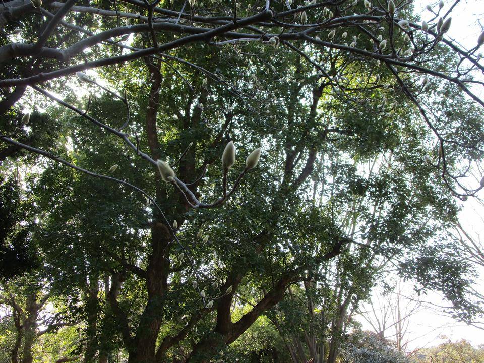 ハクモクレン (2).jpg