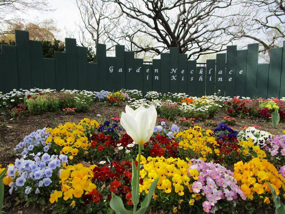 チューリップ (4).jpg