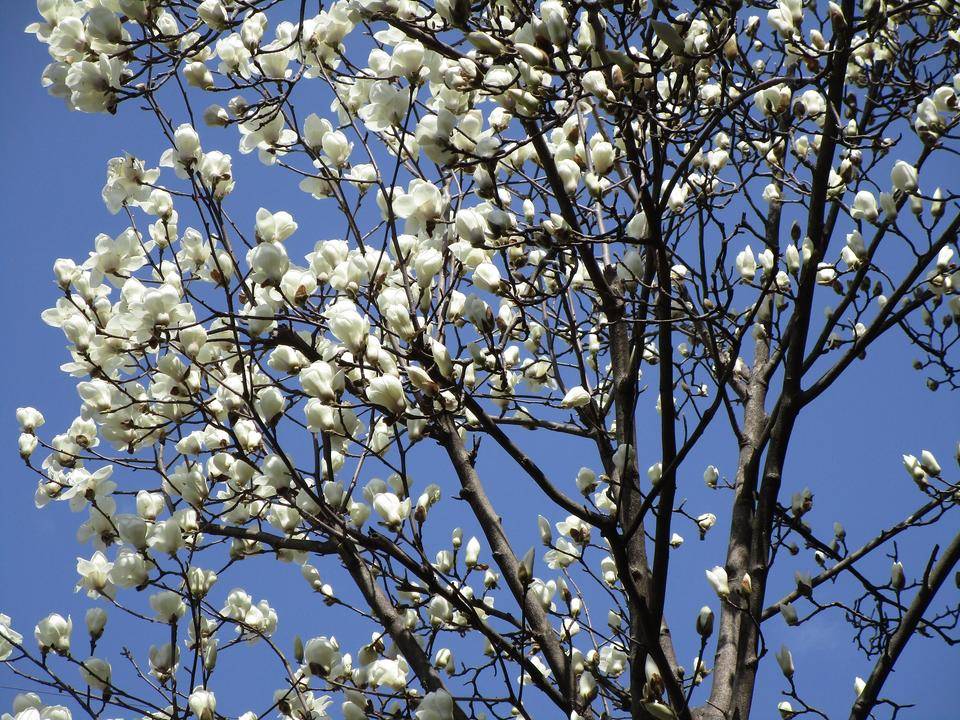 ハクモクレン (3).jpg