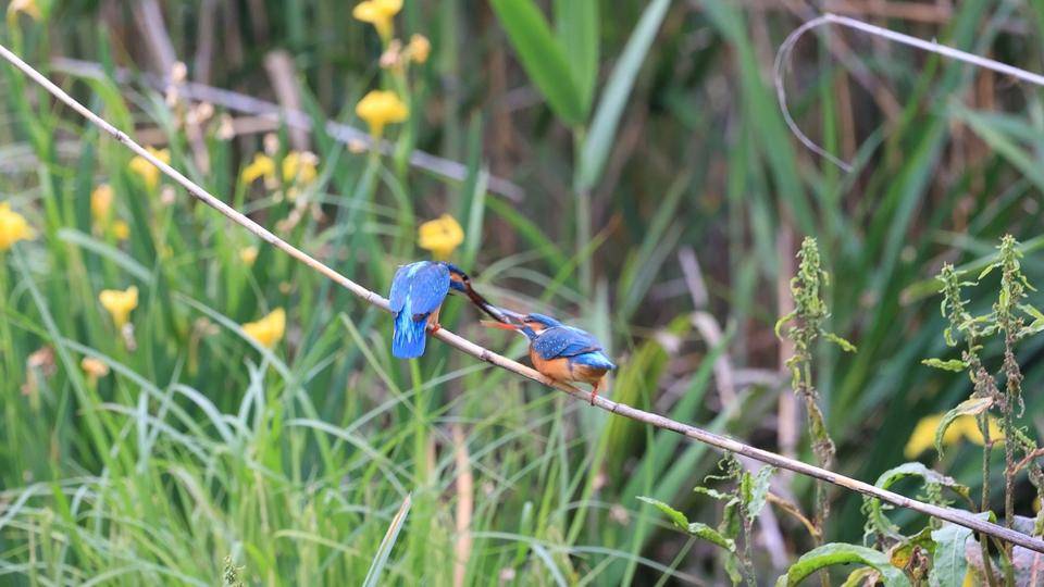 カワセミ (3).jpg