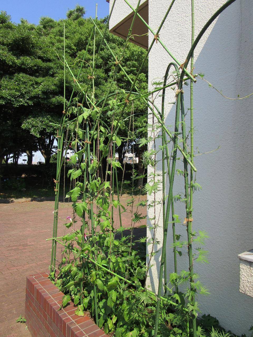 グリーンカーテン (3).jpg