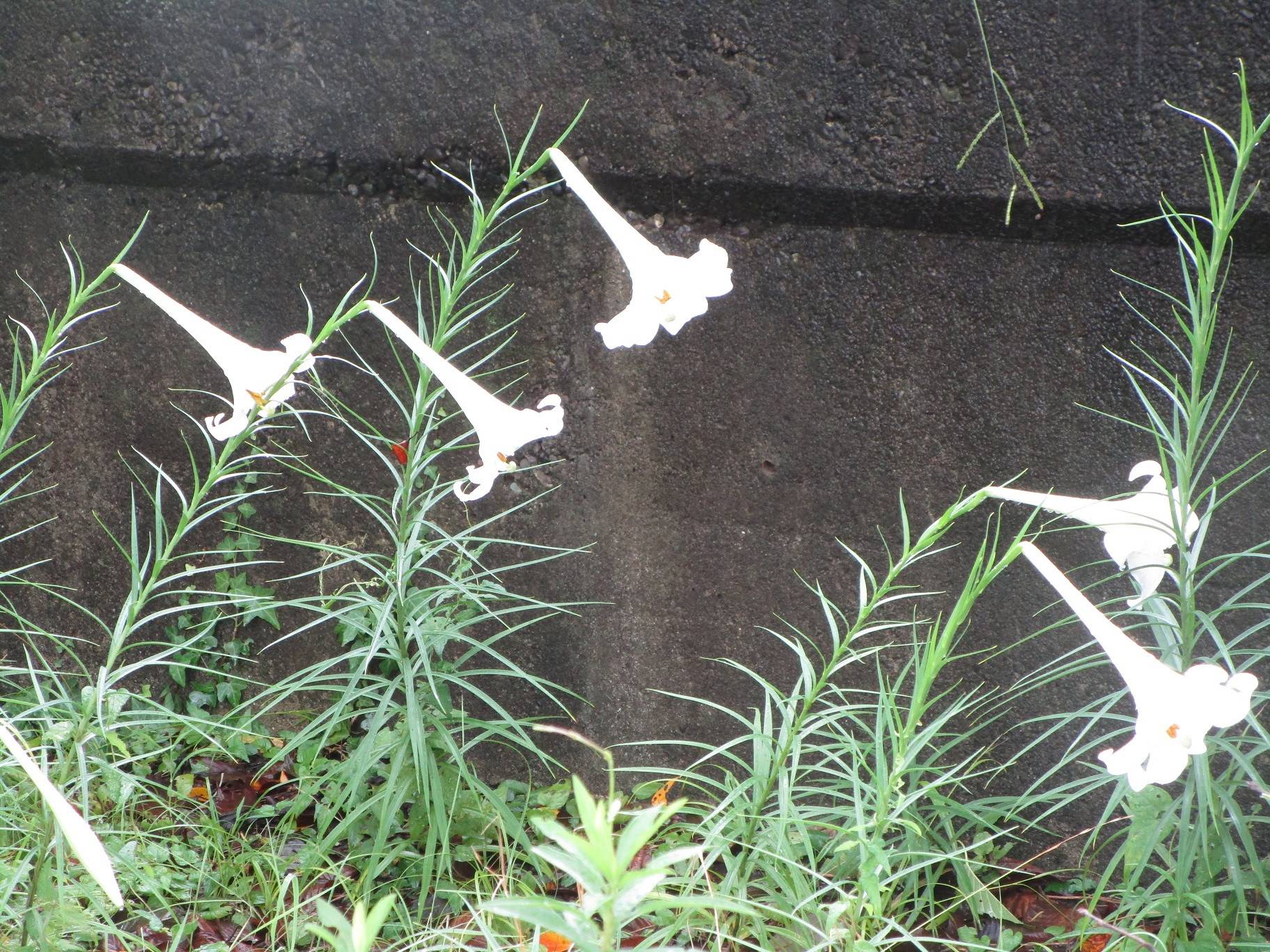 タカサゴユリ (3).jpg