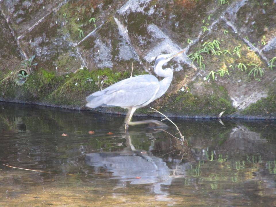 アオサギ (2).jpg