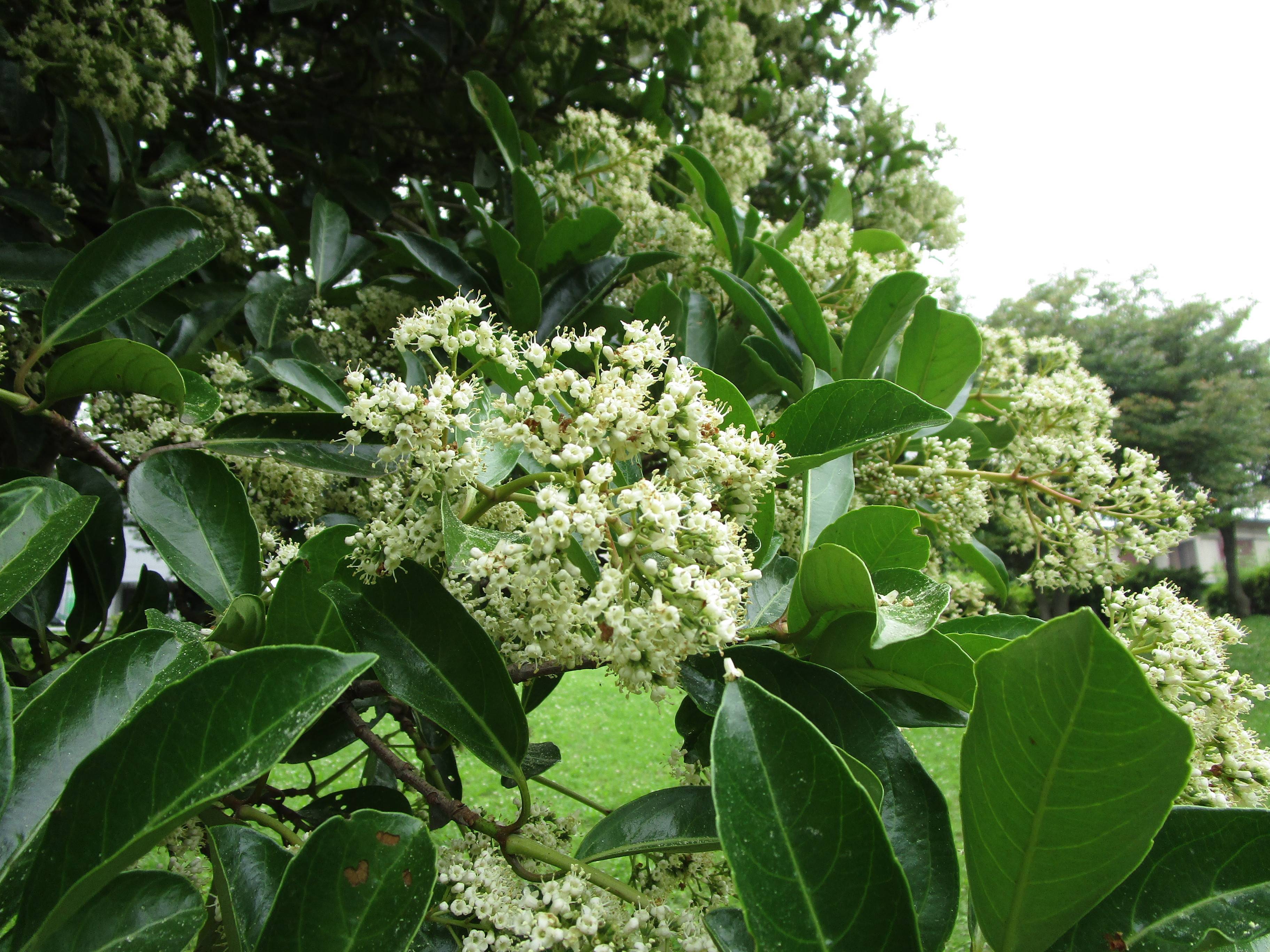 サンゴジュの花 ブログ 岸根公園公式サイト 公益財団法人 横浜市緑の協会