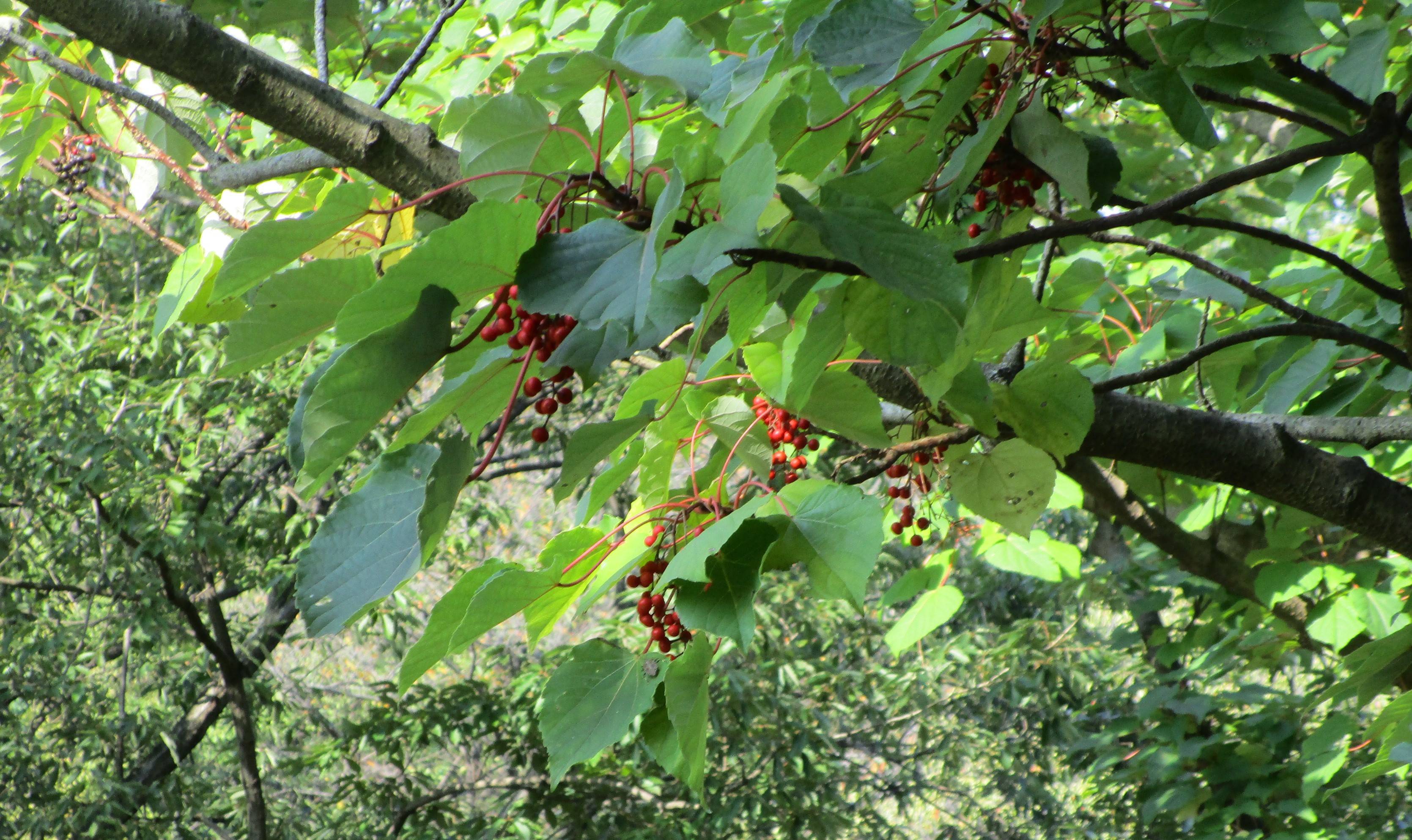 IMG_4718 イイギリ0924　③.jpg